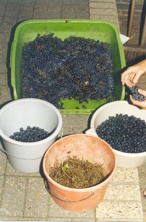 Destemming the grapes